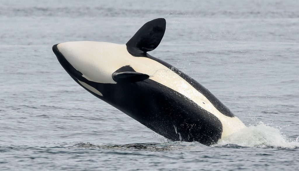 Detail Killer Whale Image Nomer 17