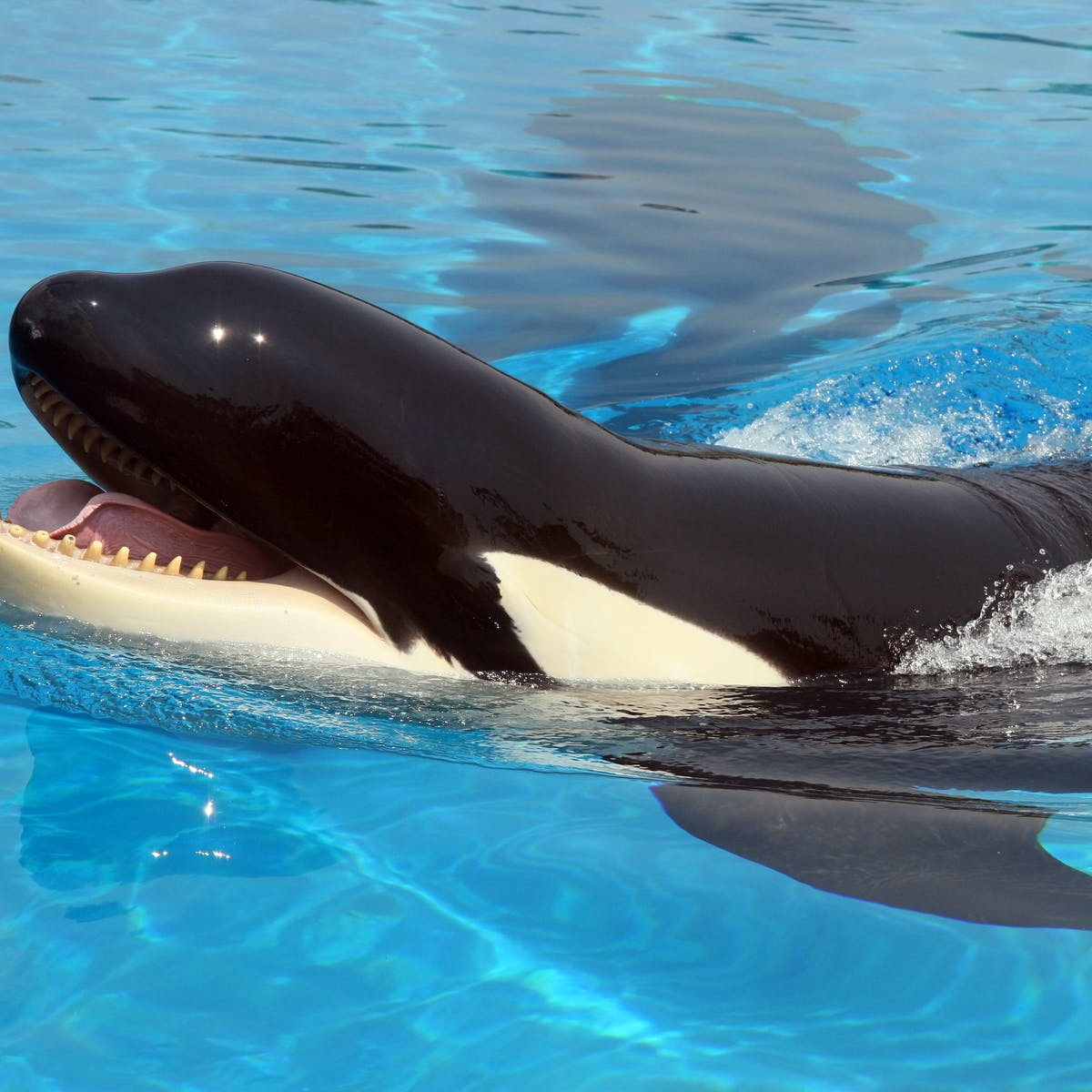 Detail Killer Whale Image Nomer 18