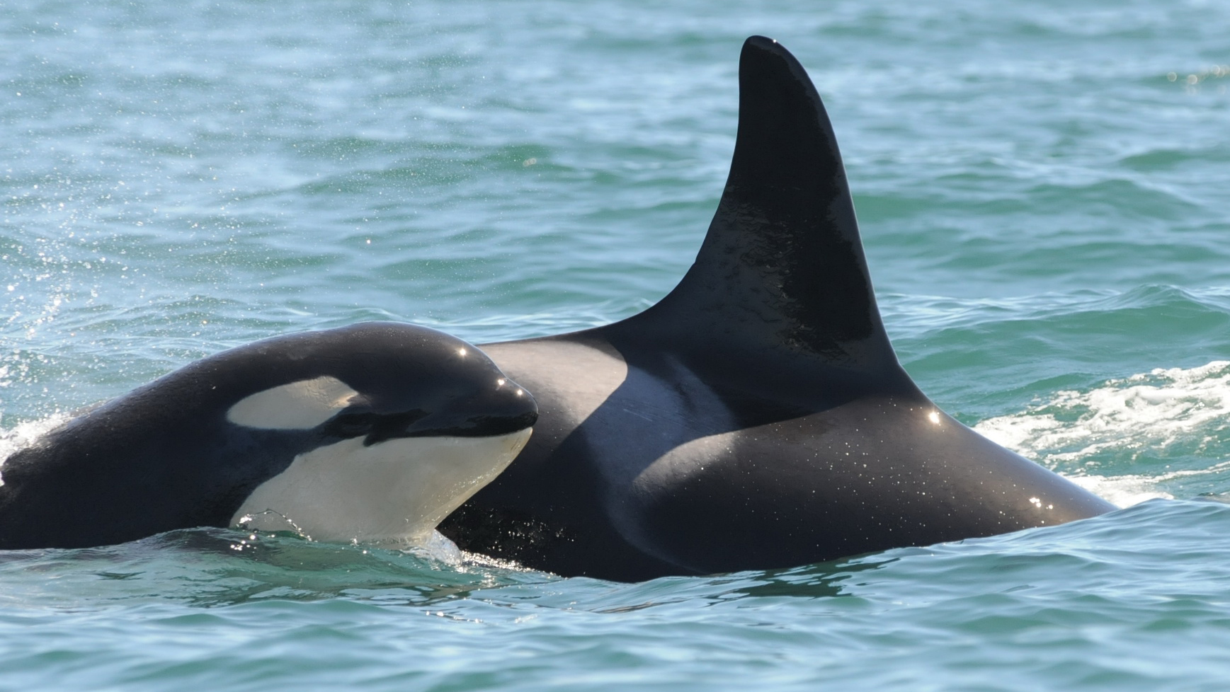 Detail Killer Whale Image Nomer 20