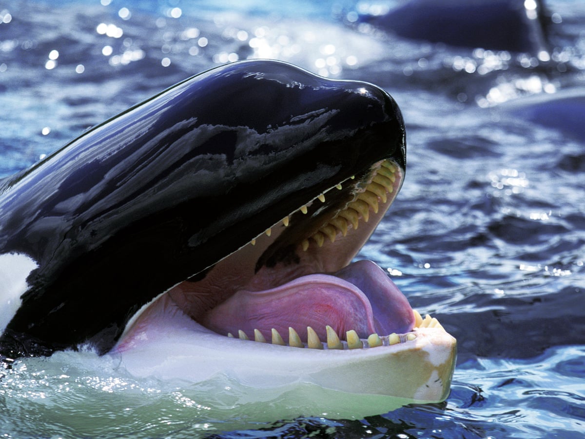Detail Killer Whale Image Nomer 21