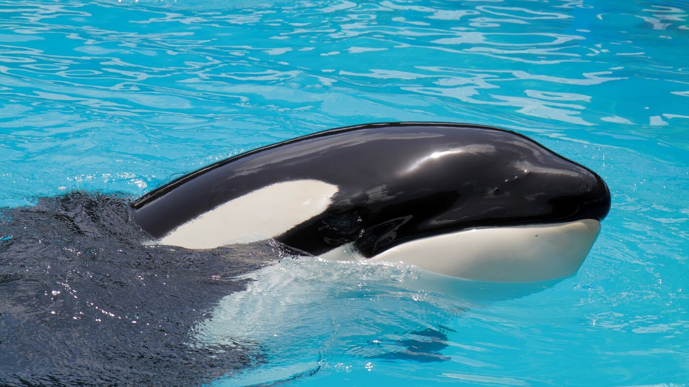 Detail Killer Whale Image Nomer 22