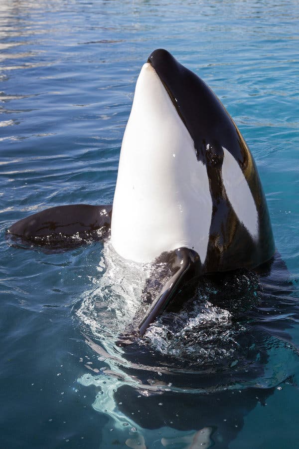 Detail Killer Whale Image Nomer 24