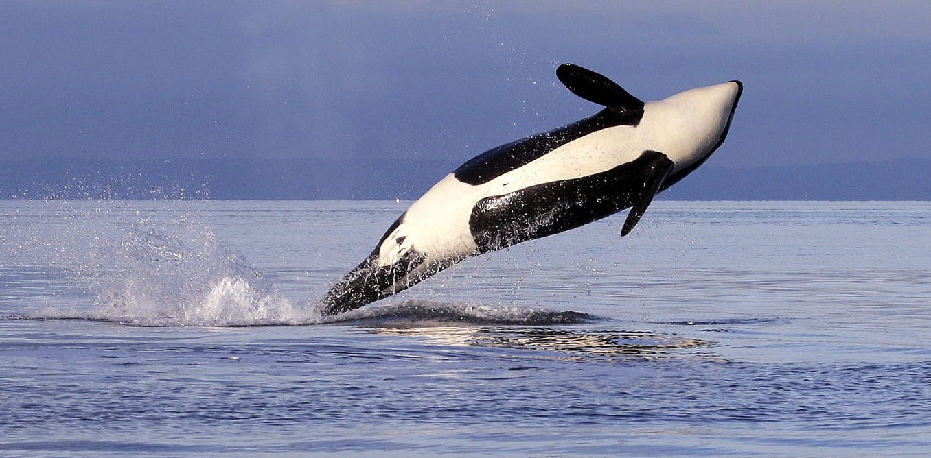 Detail Killer Whale Image Nomer 25