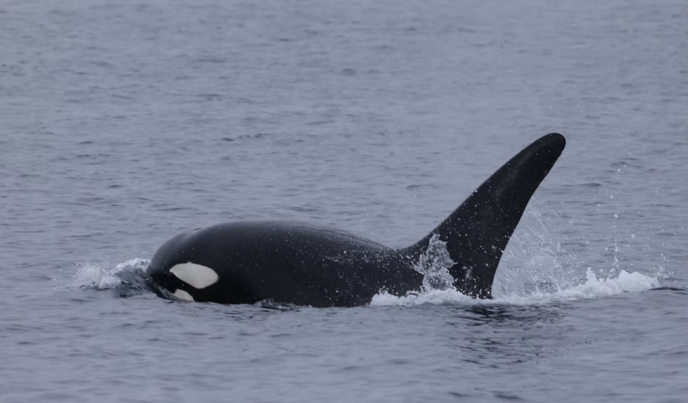 Detail Killer Whale Image Nomer 26
