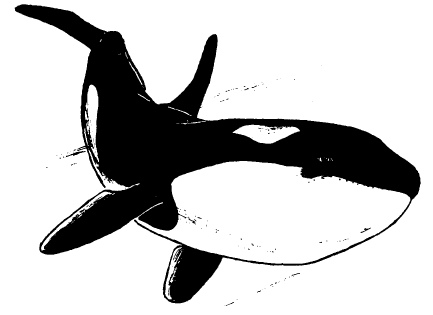 Detail Killer Whale Image Nomer 28