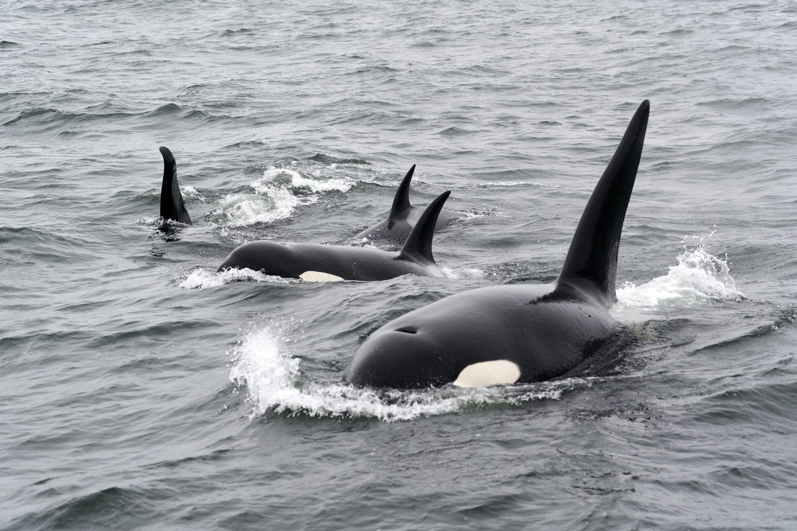 Detail Killer Whale Image Nomer 29