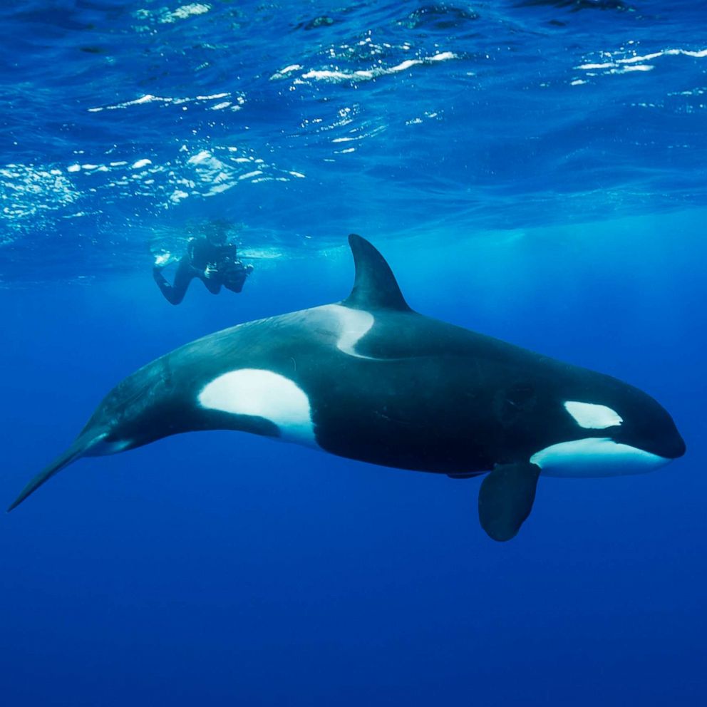 Detail Killer Whale Image Nomer 30
