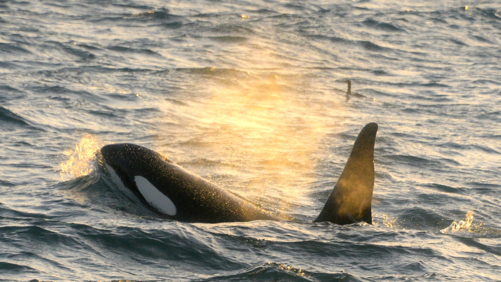 Detail Killer Whale Image Nomer 33