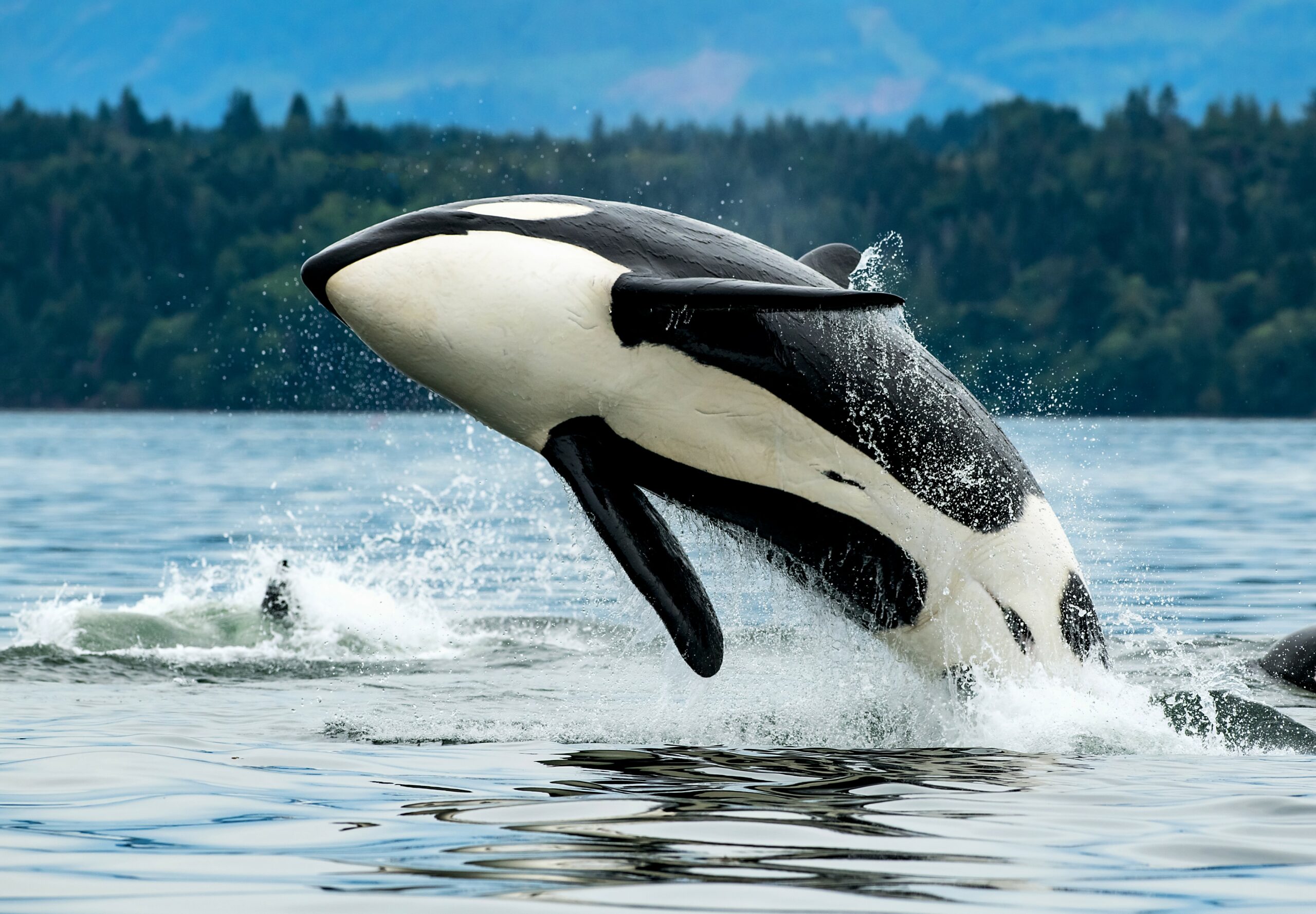 Detail Killer Whale Image Nomer 34