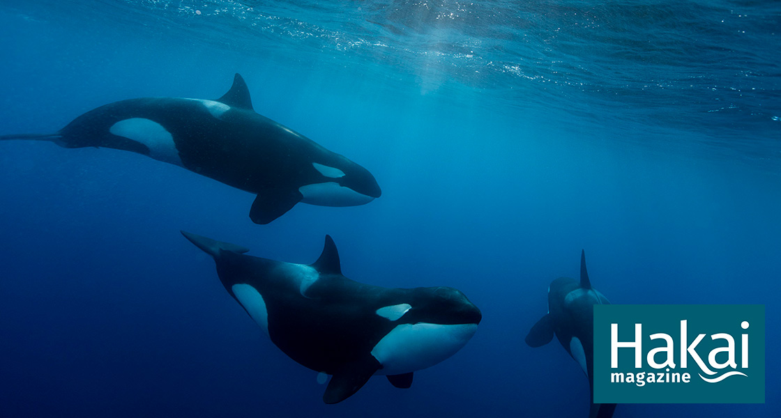Detail Killer Whale Image Nomer 38