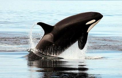 Detail Killer Whale Image Nomer 39