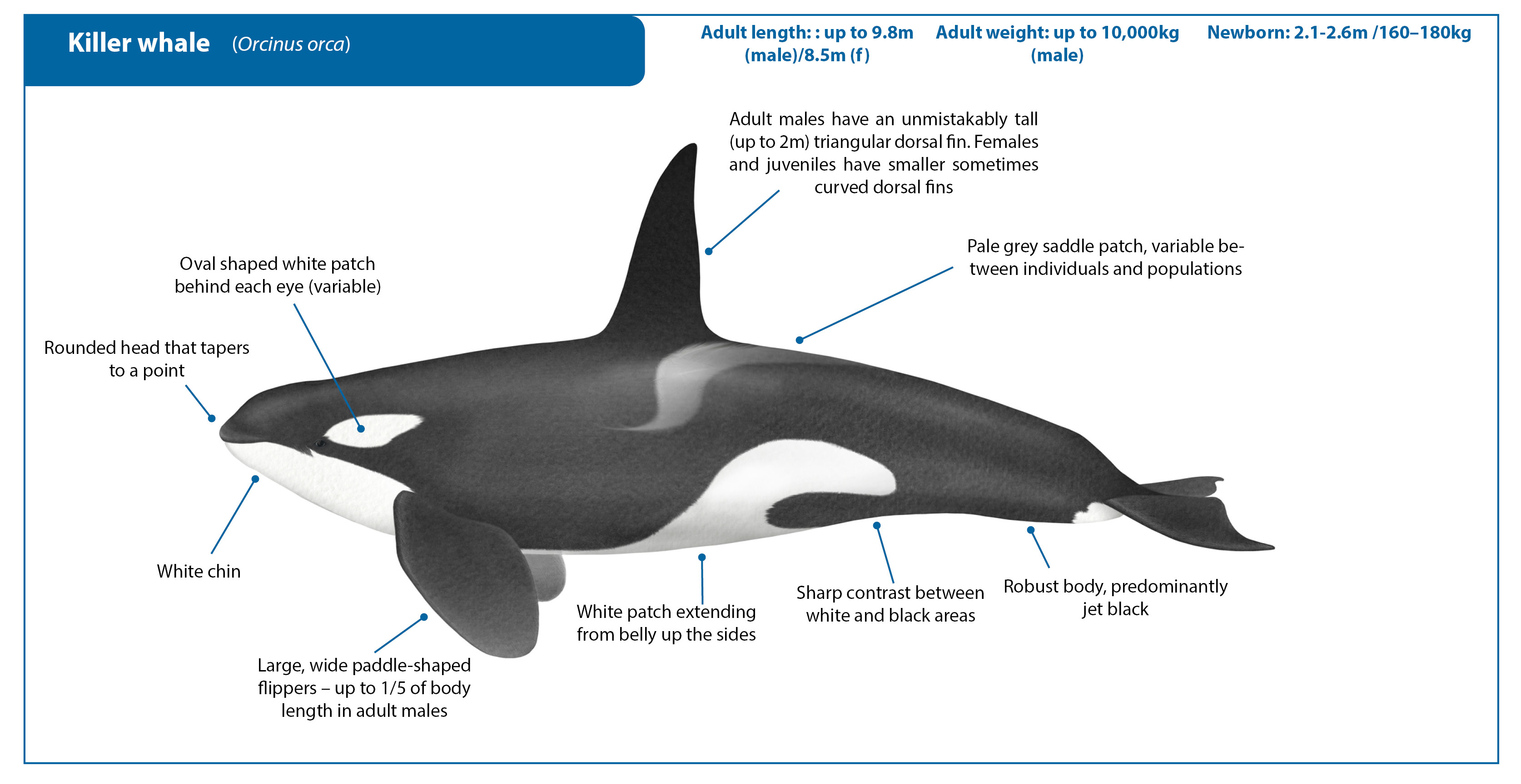Detail Killer Whale Image Nomer 5