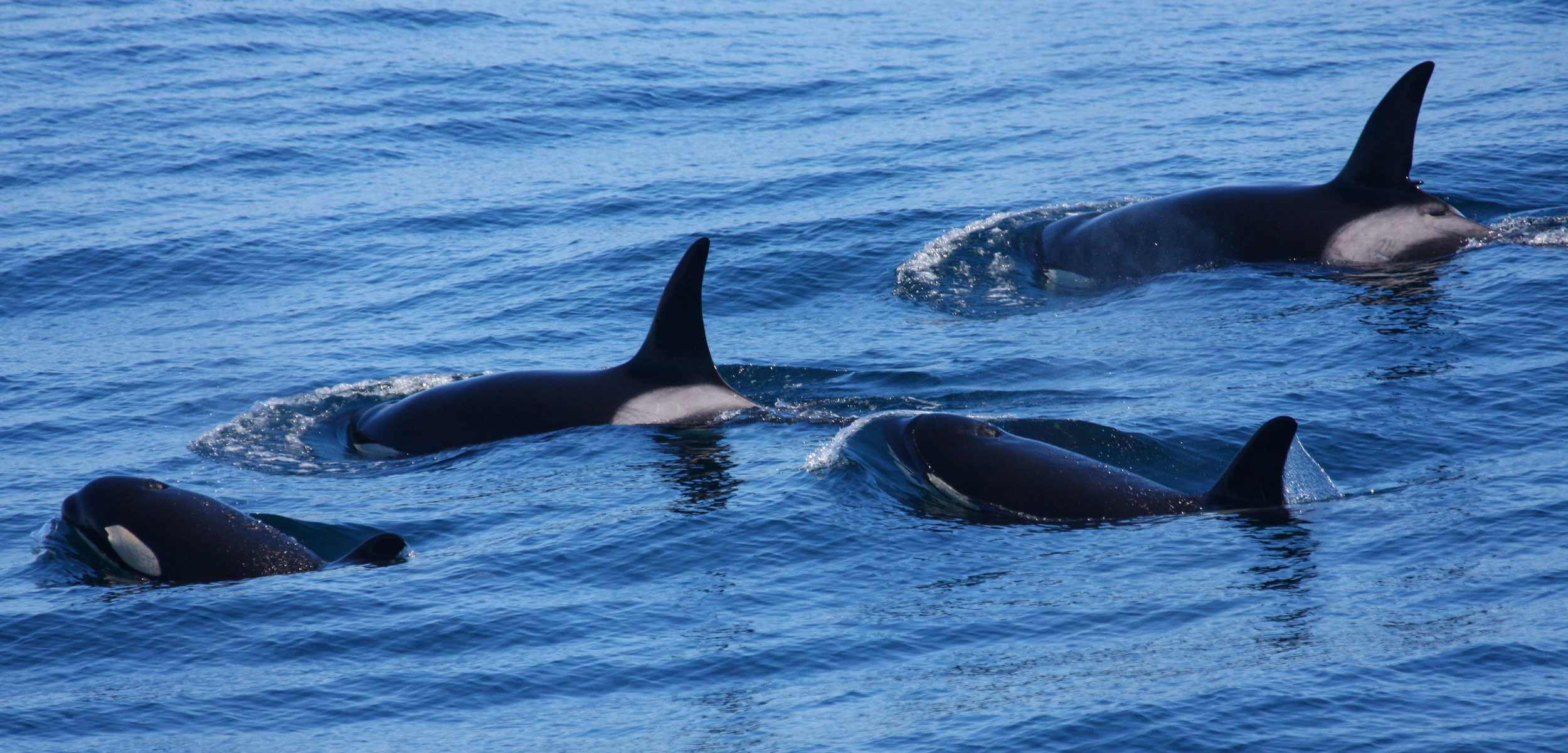 Detail Killer Whale Image Nomer 40