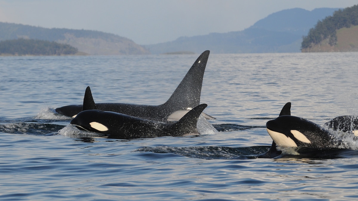 Detail Killer Whale Image Nomer 41