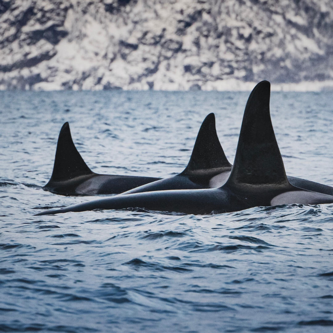 Detail Killer Whale Image Nomer 42