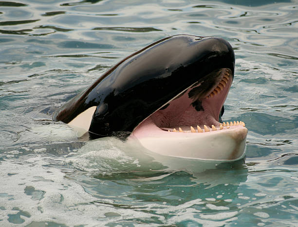 Detail Killer Whale Image Nomer 43
