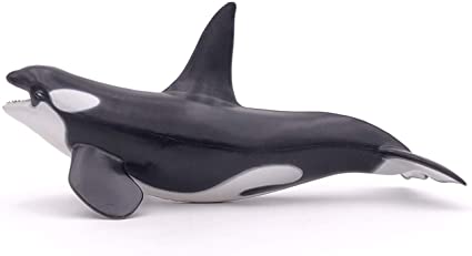 Detail Killer Whale Image Nomer 44