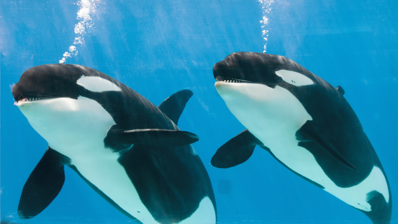 Detail Killer Whale Image Nomer 47