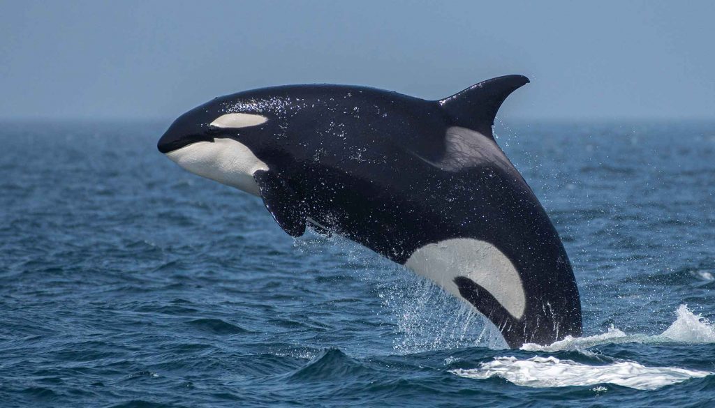 Detail Killer Whale Image Nomer 6