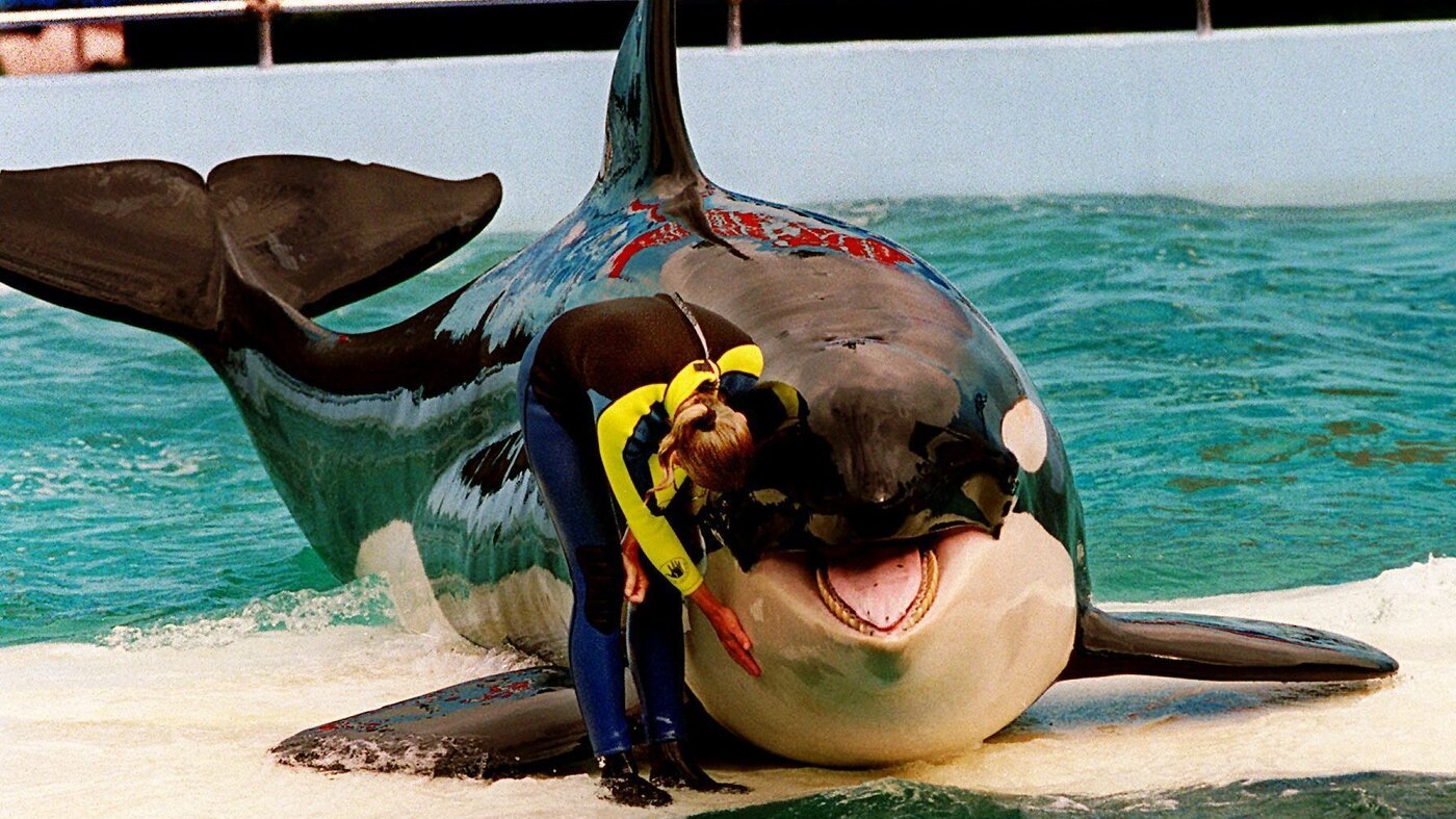 Detail Killer Whale Image Nomer 49