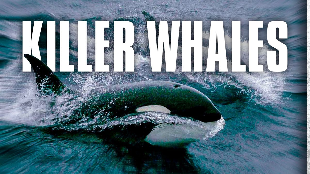 Detail Killer Whale Image Nomer 50