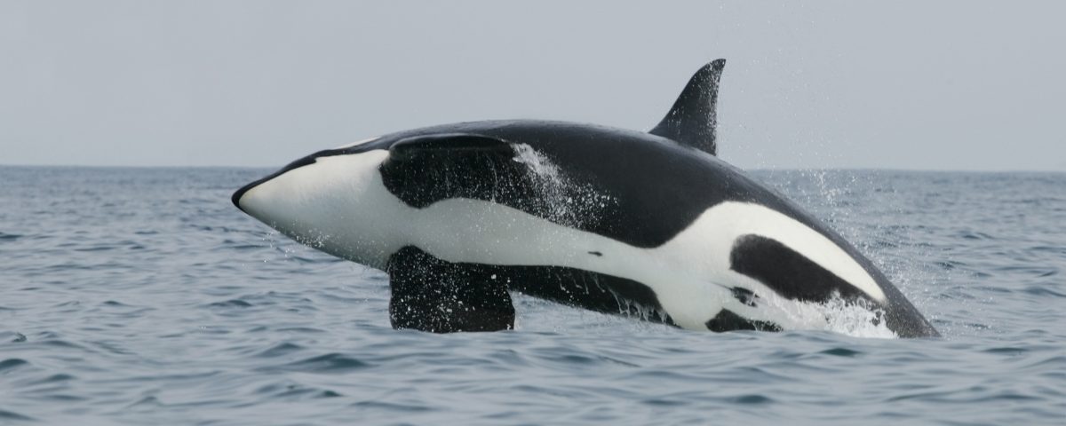 Detail Killer Whale Image Nomer 52