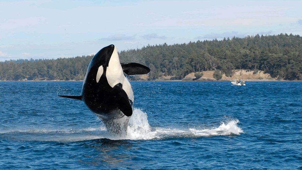 Detail Killer Whale Image Nomer 53