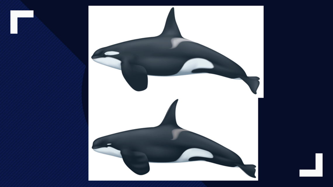Detail Killer Whale Image Nomer 55
