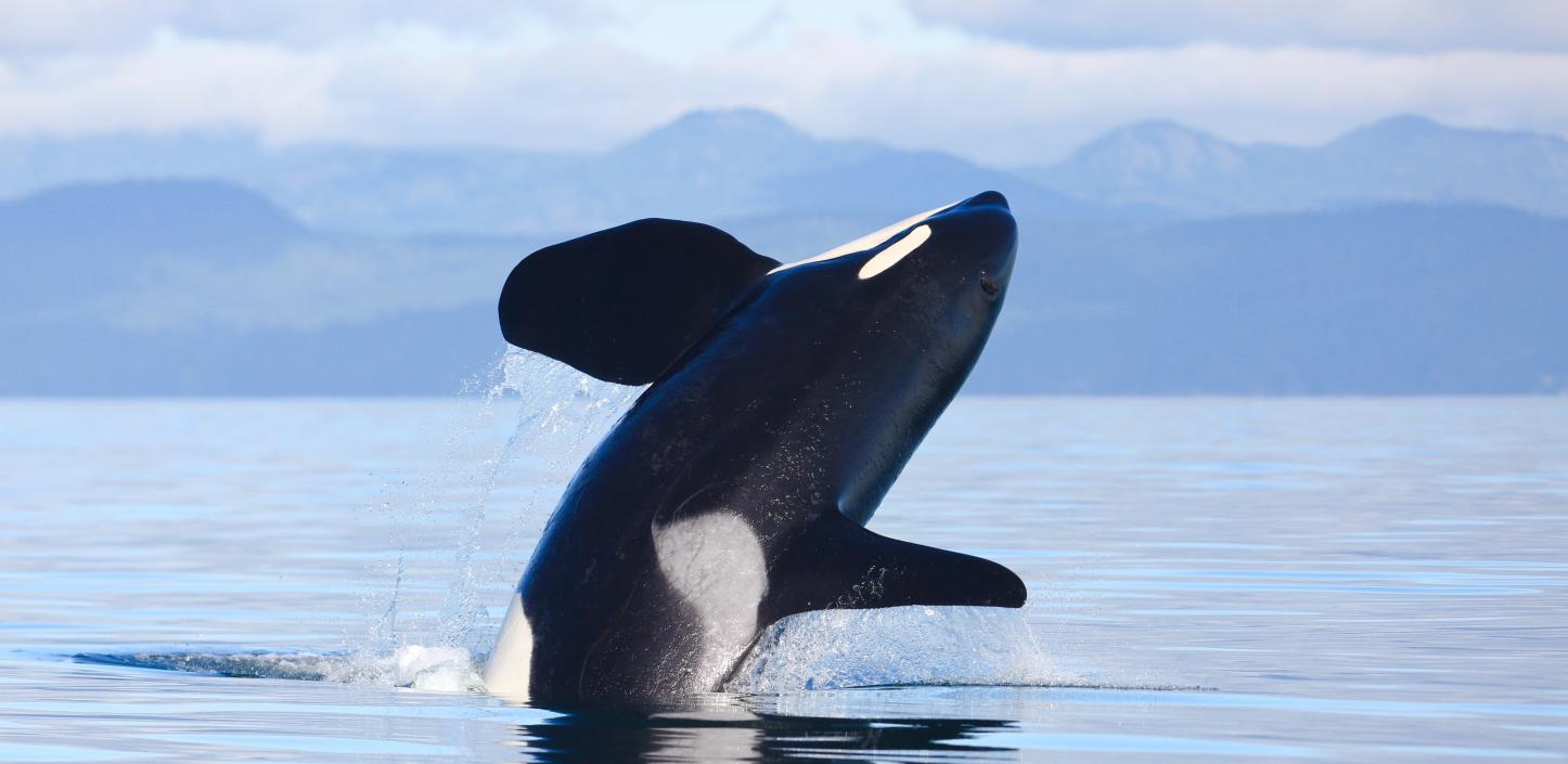 Detail Killer Whale Image Nomer 56