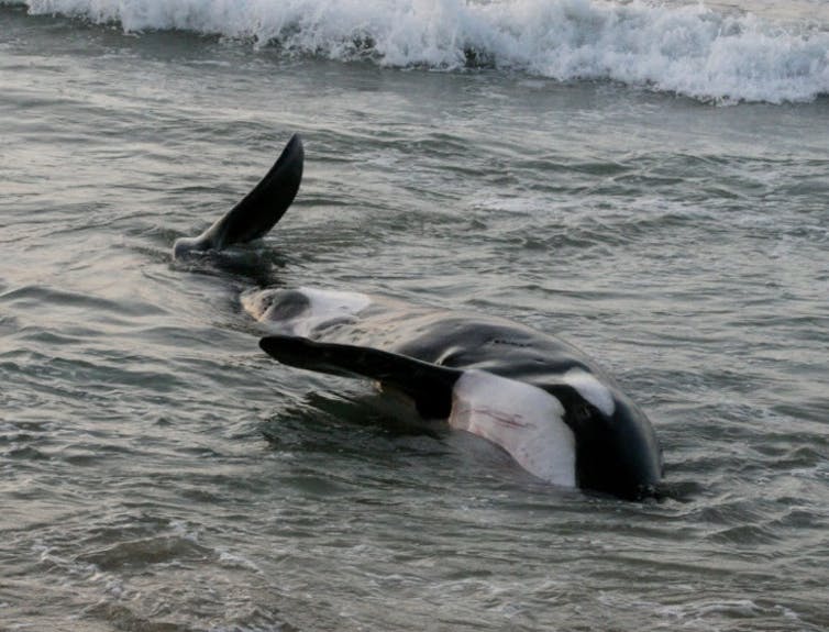 Detail Killer Whale Image Nomer 57