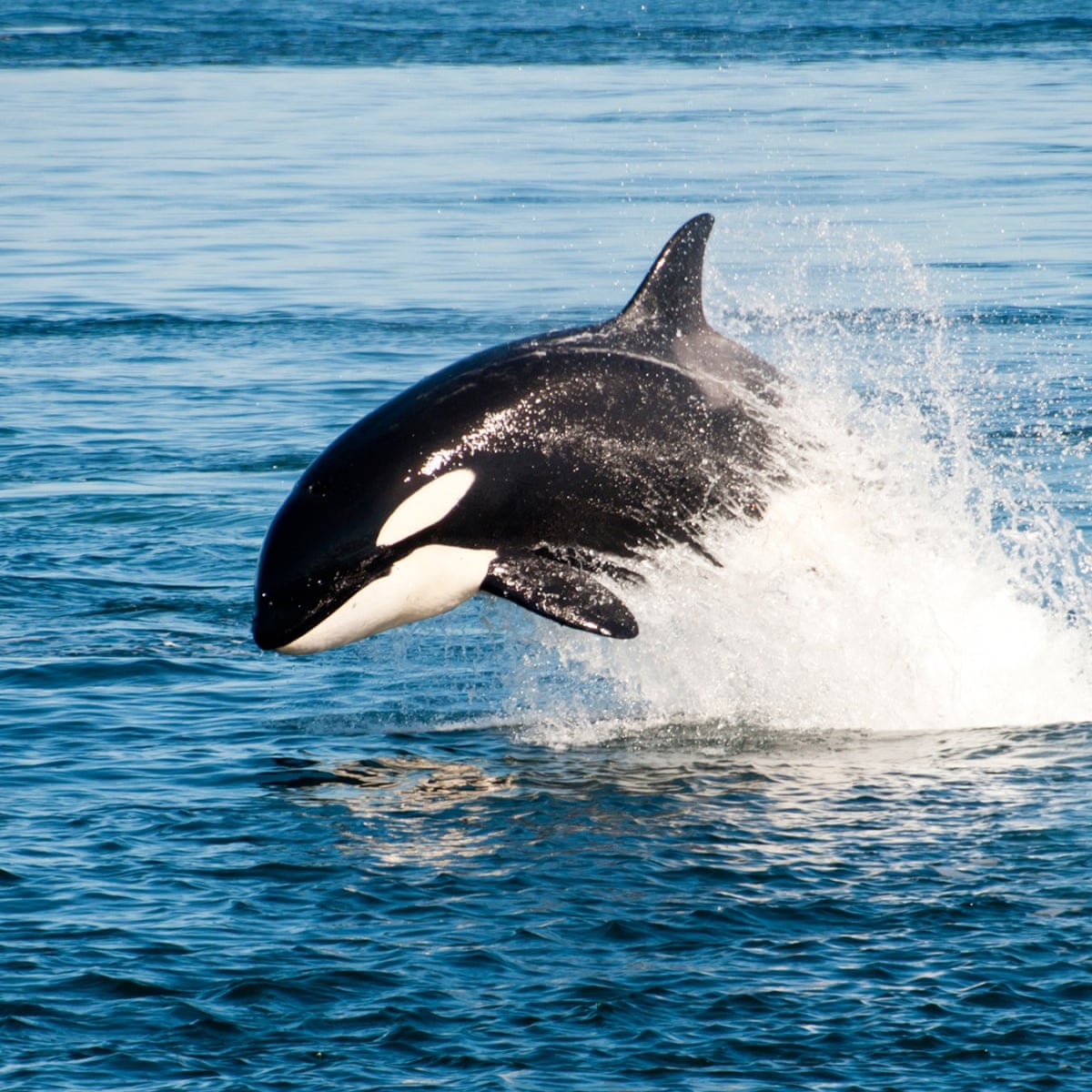 Detail Killer Whale Image Nomer 7