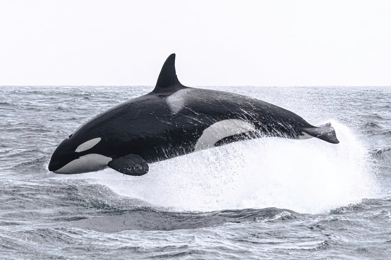Detail Killer Whale Image Nomer 8