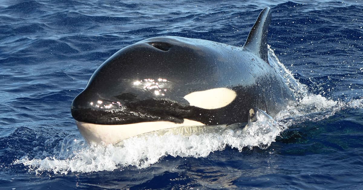 Detail Killer Whale Image Nomer 10