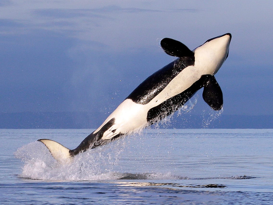 Detail Killer Whale Images Nomer 24