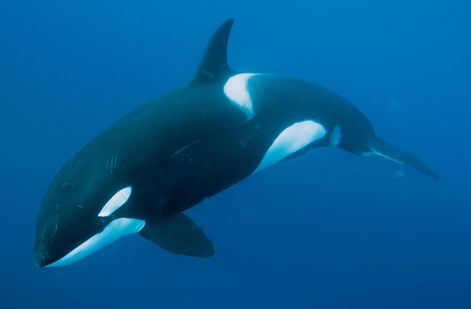 Detail Killer Whale Images Nomer 28