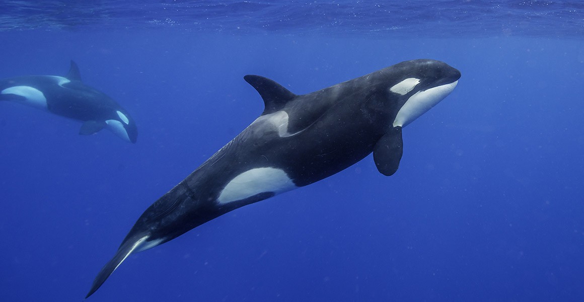 Detail Killer Whale Images Nomer 32