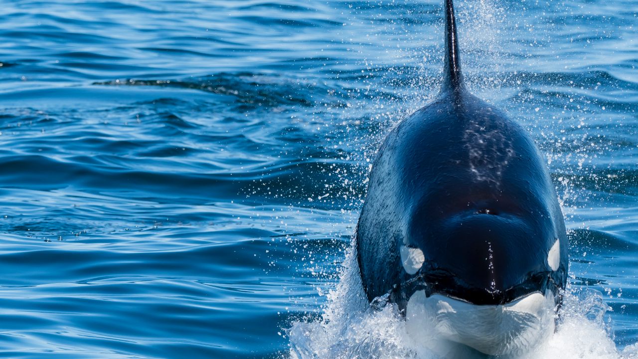 Detail Killer Whale Images Nomer 35