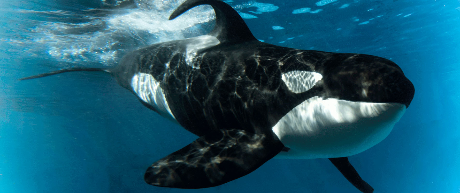 Detail Killer Whale Images Nomer 36