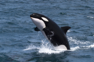 Detail Killer Whale Images Nomer 48