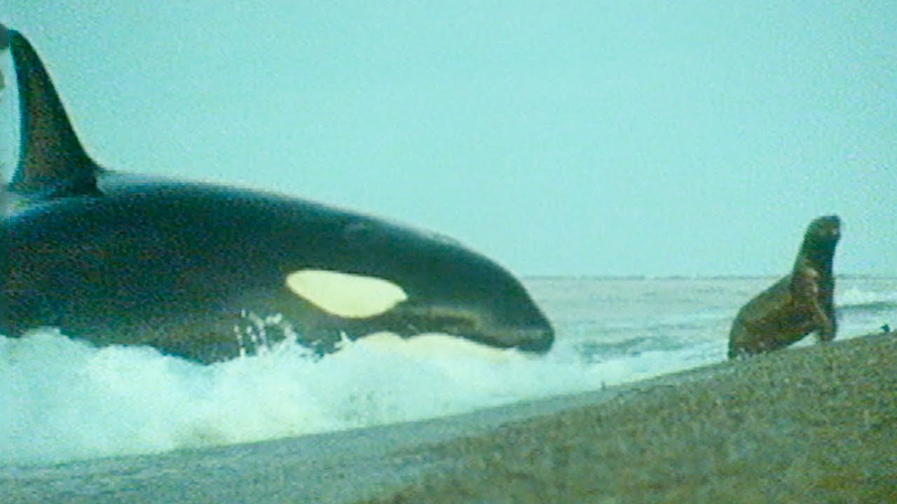 Detail Killer Whale Images Nomer 50