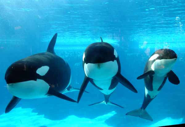 Detail Killer Whale Images Nomer 51