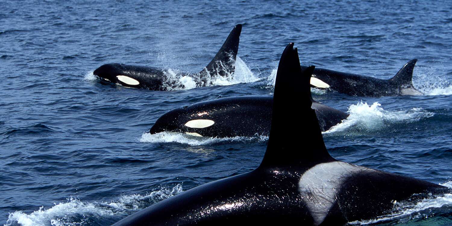 Detail Killer Whale Images Nomer 52