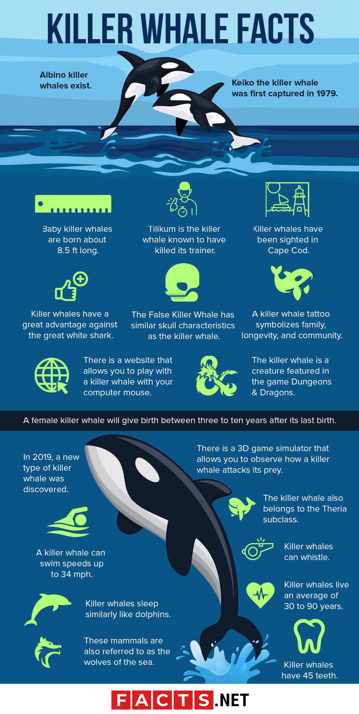 Detail Killer Whale Mouse Cursor Nomer 22