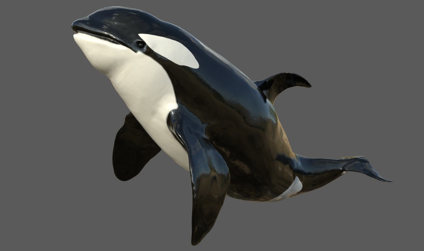 Detail Killer Whale Mouse Follower Nomer 44