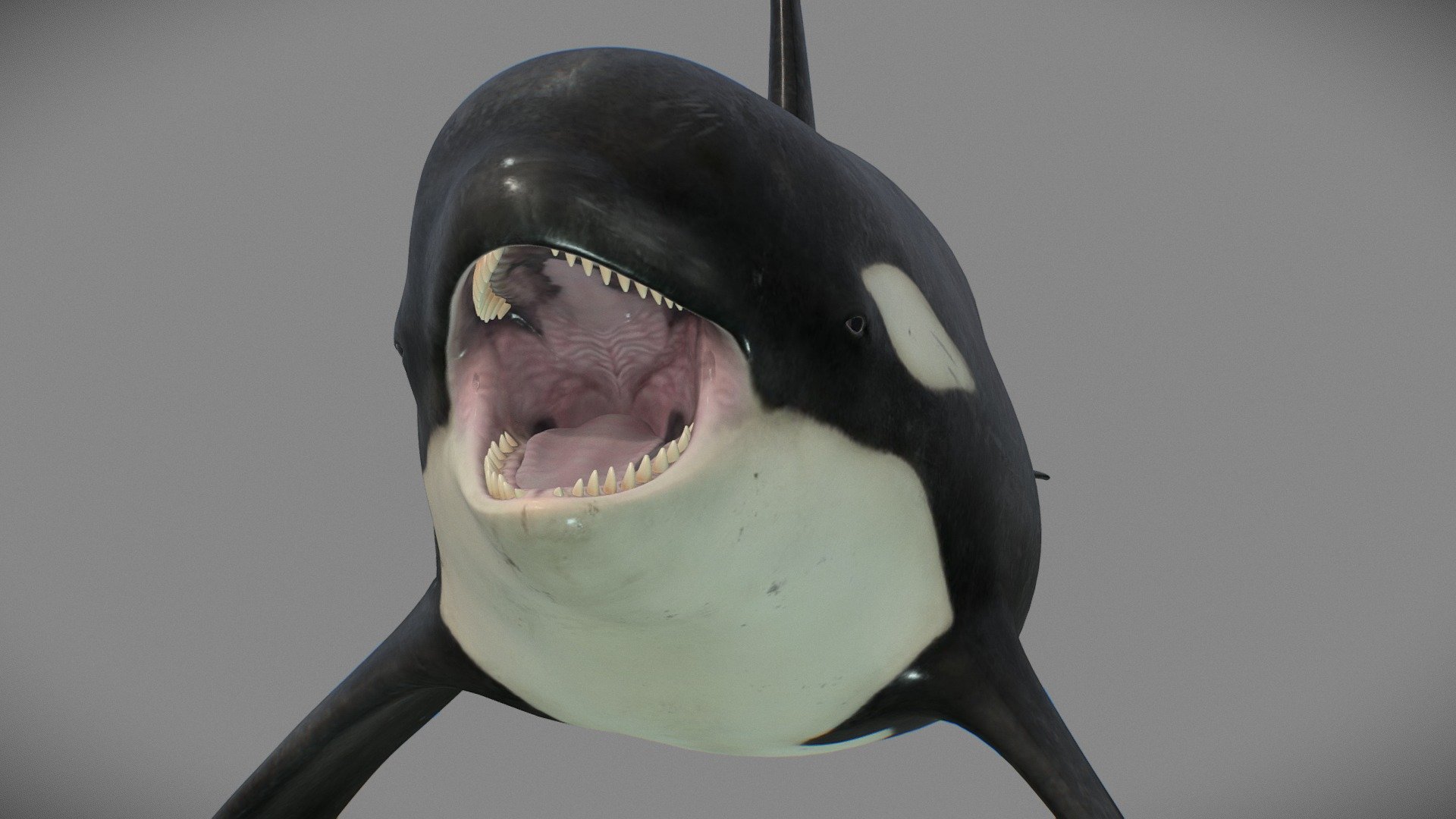 Detail Killer Whale Mouse Follower Nomer 52