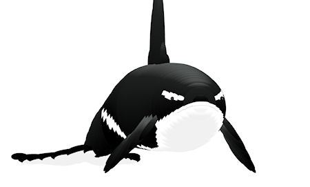 Detail Killer Whale Mouse Follower Nomer 9