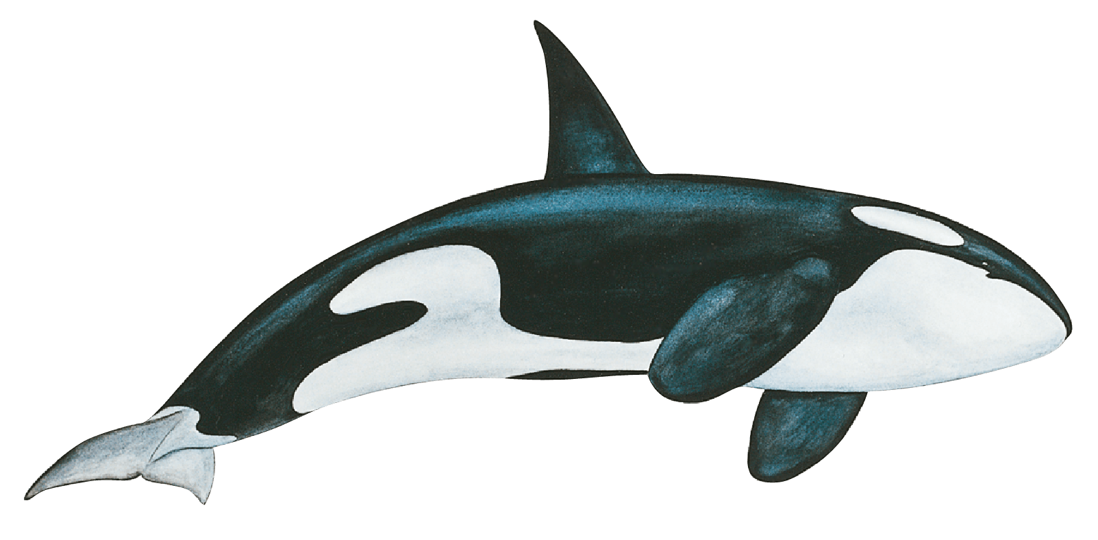 Detail Killer Whale Picters Nomer 34