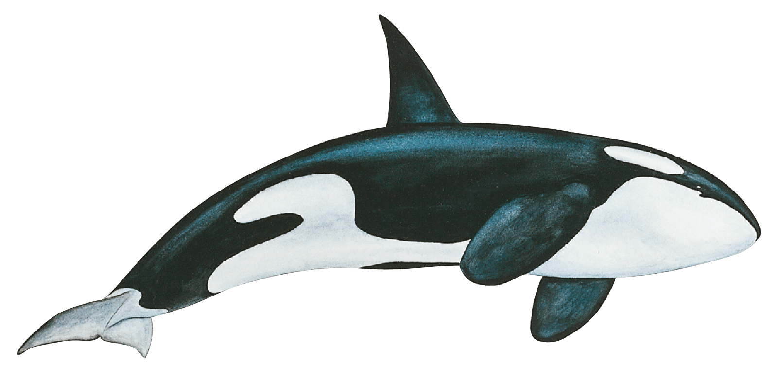 Detail Killer Whale Pictuers Nomer 33