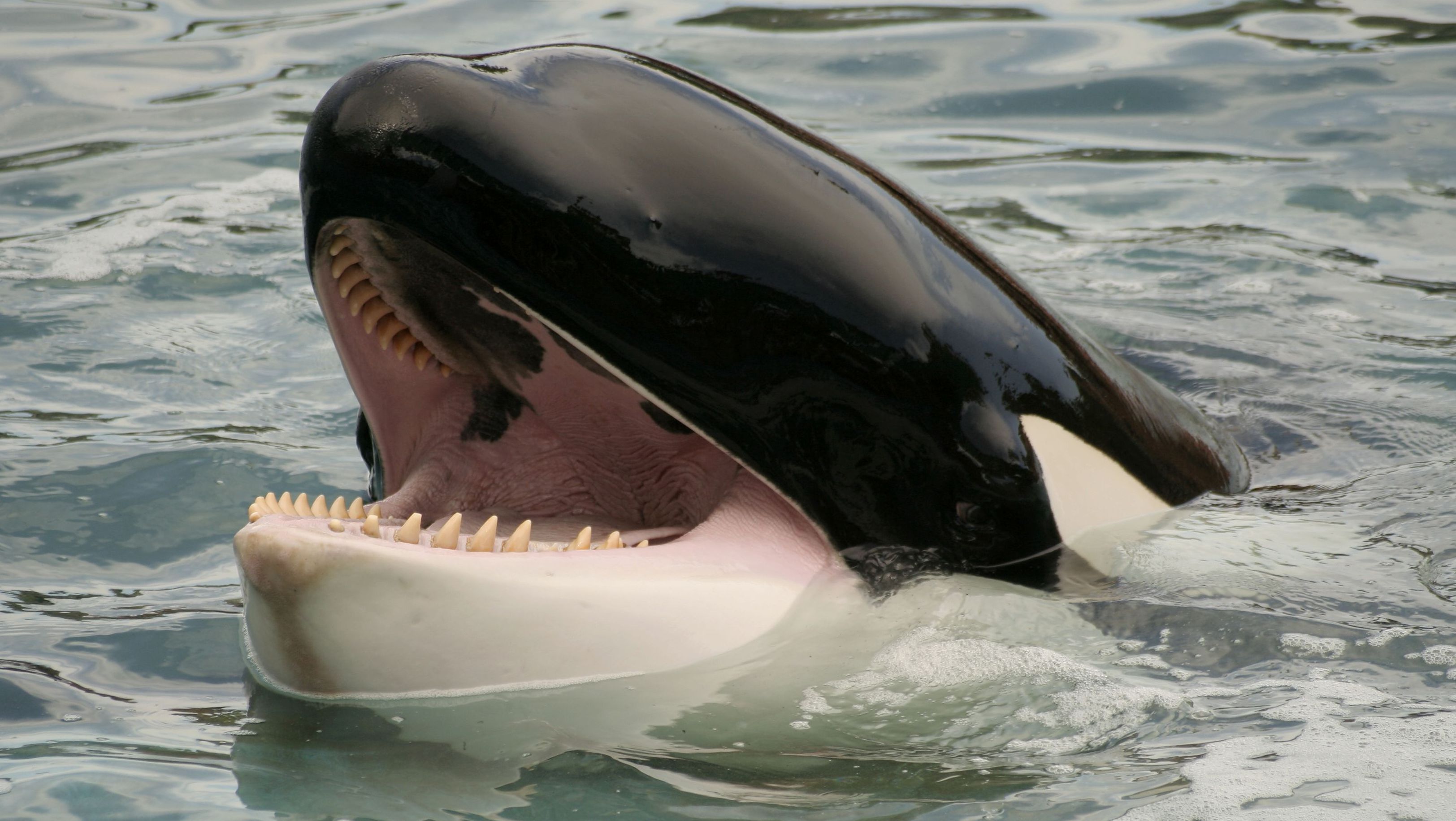 Detail Killer Whale Pictuers Nomer 39