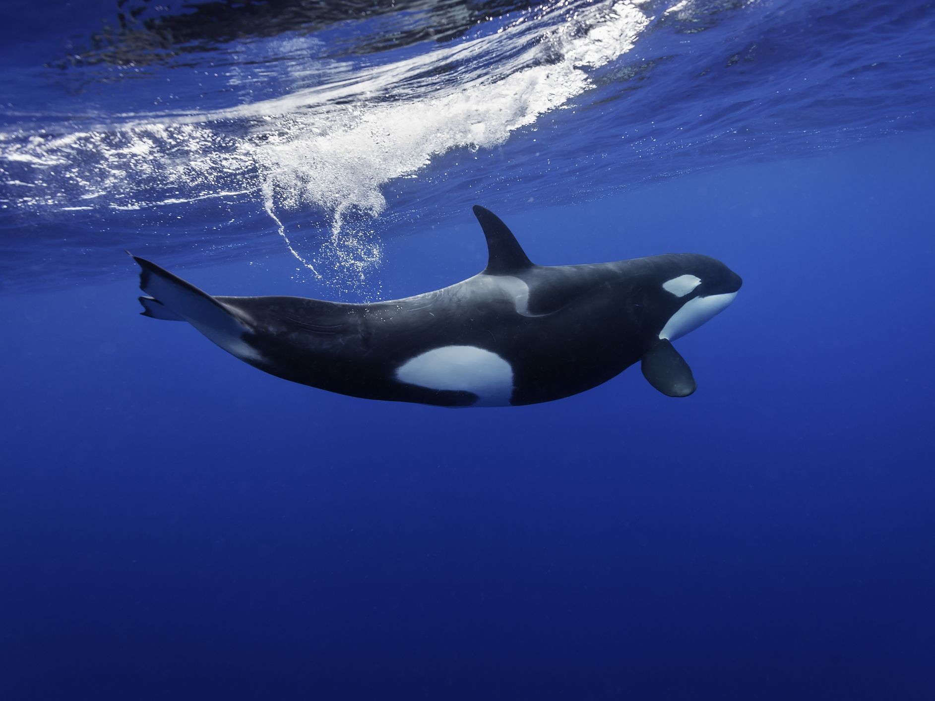 Detail Killer Whale Picture Nomer 2